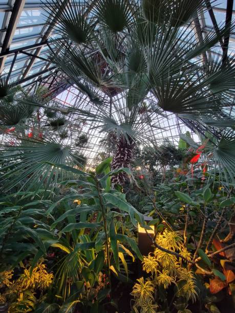 istock Tropical Oasis in Edmonton's Muttart Conservatory 1988923125