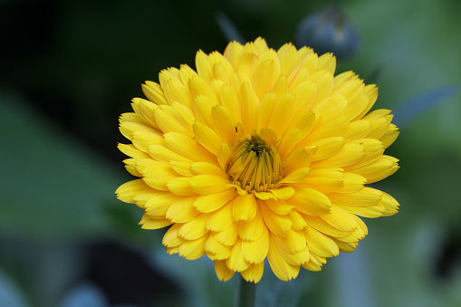 Bright yellow fragrant edible calendula flower grows in summer garden among green foliage.