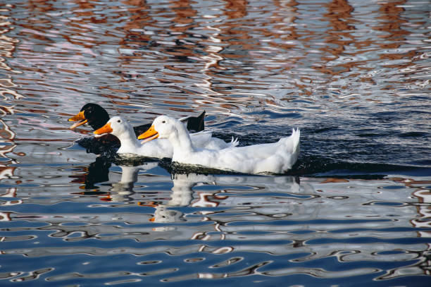 Couple of different ducks swimming at lake stock photo