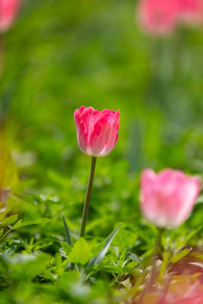 Tulips bloom in the spring garden landscape