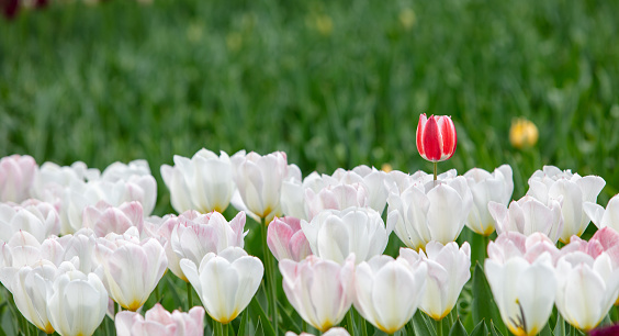 White tulips surround a red tulip in the garden