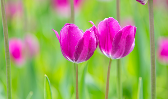 Purple tulips blooming in the garden