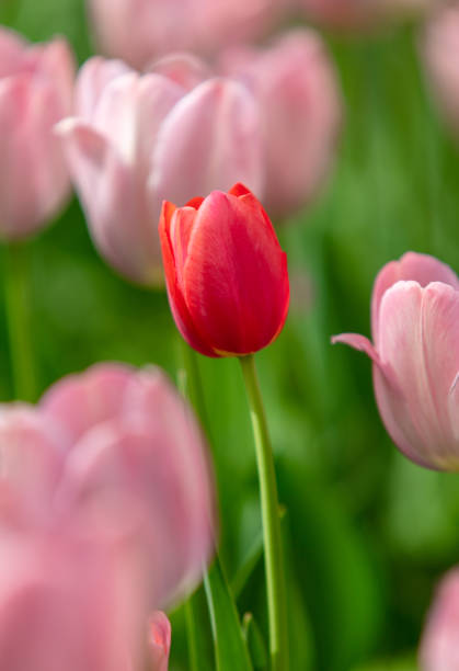 Open tulips in spring garden Open tulips in spring garden 雜色樹葉 stock pictures, royalty-free photos & images