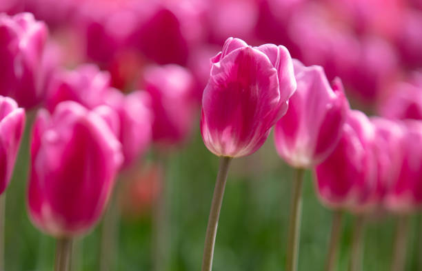 istock Tulips in flower beds in the park in spring 1988954248