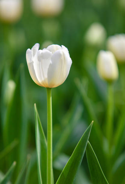 White tulips blooming in the garden White tulips blooming in the garden 雜色樹葉 stock pictures, royalty-free photos & images
