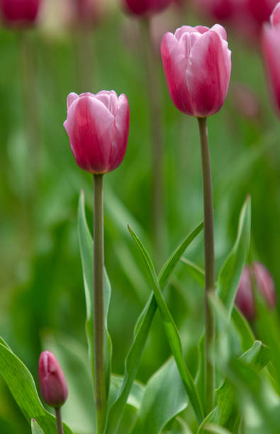 Open tulips in spring garden Open tulips in spring garden 雜色樹葉 stock pictures, royalty-free photos & images