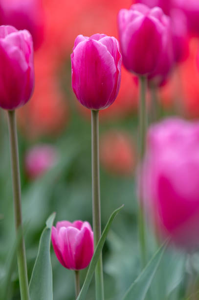 Purple tulips blooming in the garden Purple tulips blooming in the garden 雜色樹葉 stock pictures, royalty-free photos & images