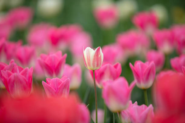 Open tulips in spring garden Open tulips in spring garden 雜色樹葉 stock pictures, royalty-free photos & images