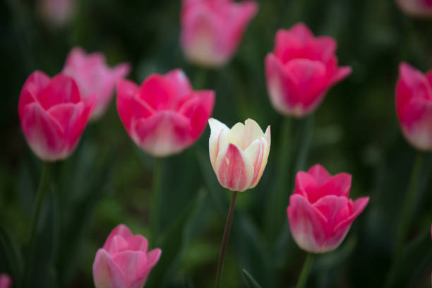 Tulips in flower beds in the park in spring Tulips in flower beds in the park in spring 雜色樹葉 stock pictures, royalty-free photos & images
