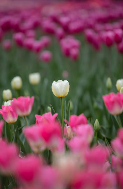 Tulips in flower beds in the park in spring Tulips in flower beds in the park in spring 雜色樹葉 stock pictures, royalty-free photos & images