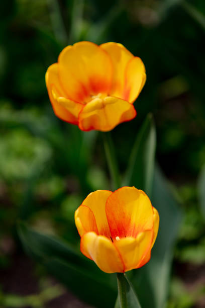 Tulips in flower beds in the park in spring Tulips in flower beds in the park in spring 雜色樹葉 stock pictures, royalty-free photos & images
