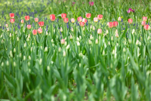 Amazing garden field with tulips of various bright rainbow color petals, beautiful bouquet of colors in daylight Amazing garden field with tulips of various bright rainbow color petals, beautiful bouquet of colors in daylight 雜色樹葉 stock pictures, royalty-free photos & images