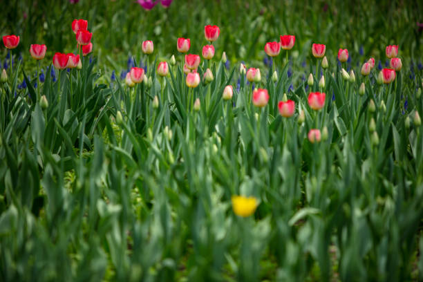 Amazing garden field with tulips of various bright rainbow color petals, beautiful bouquet of colors in daylight Amazing garden field with tulips of various bright rainbow color petals, beautiful bouquet of colors in daylight 雜色樹葉 stock pictures, royalty-free photos & images