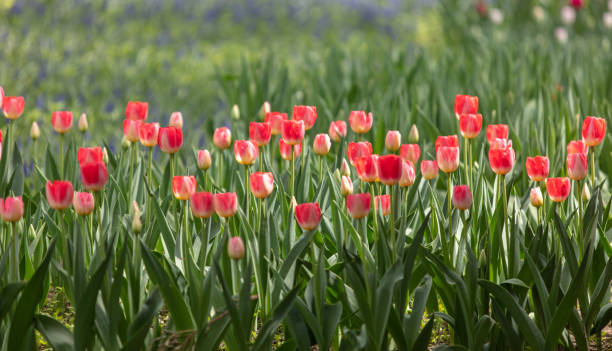 Tulips bloom in the spring garden landscape Tulips bloom in the spring garden landscape 雜色樹葉 stock pictures, royalty-free photos & images