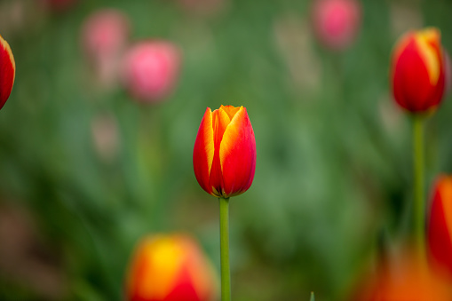 Red tulips blooming in the garden