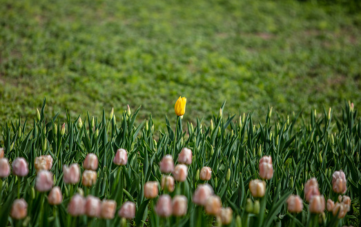 Yellow tulips blooming in the garden