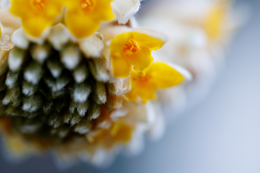 Close up detail of an oilseed rape flower.