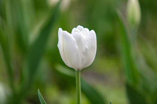 White tulips blooming in the garden