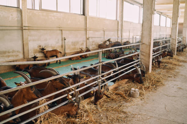 istock Horned goats chew hay while standing in a paddock on a farm 1988974500