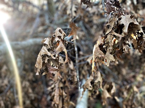 Dried Hanging Dead Leaves