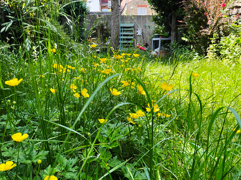 Long grass and buttercups in an overgrown back garden