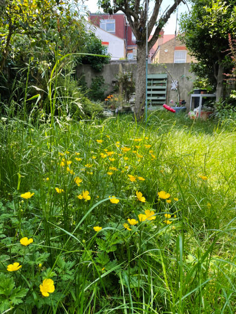 istock Wild flowers in an overgrown garden 1988990912