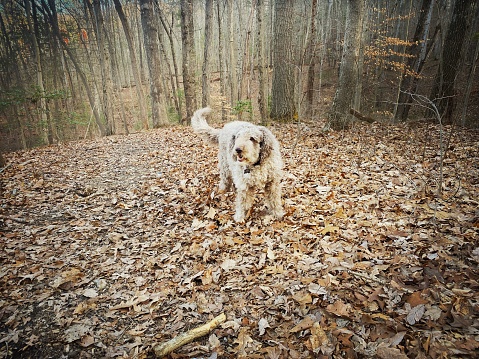 Labradoodle in a North Carolina Winter Forest