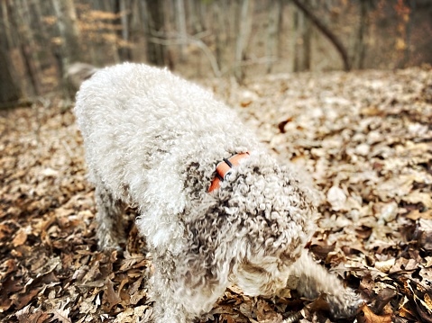 Labradoodle in a North Carolina Winter Forest