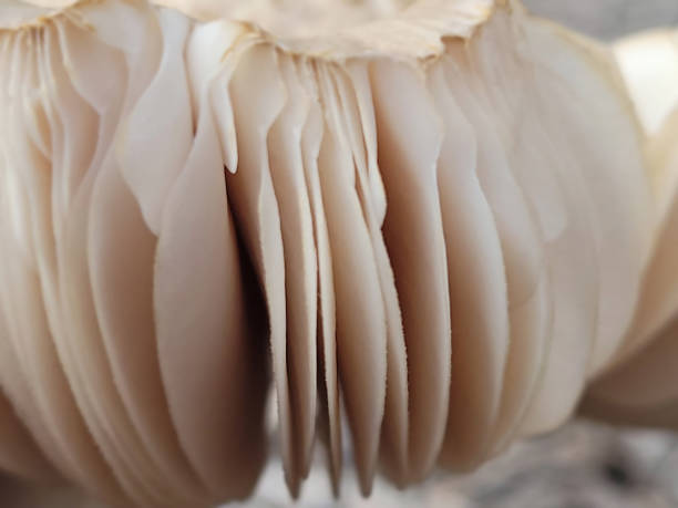 istock Edible Mushroom, Mushroom, Fungus, Forest, Growth 1988997080
