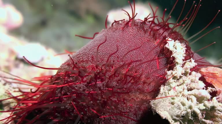 Tripneustes sea urchins exhibit interesting behavior in underwater world.