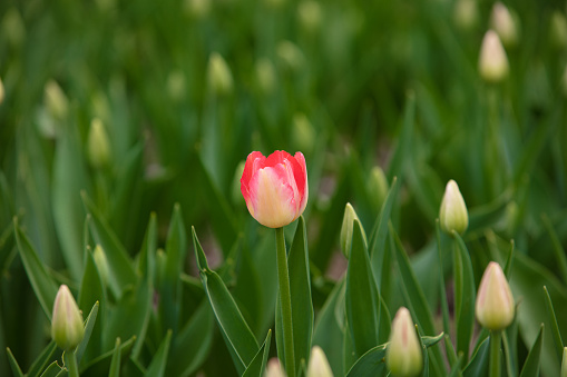 Standing out concept - single red tulip growing out of the pink tulip field.