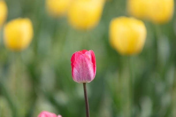 Tulips in flower beds in the park in spring