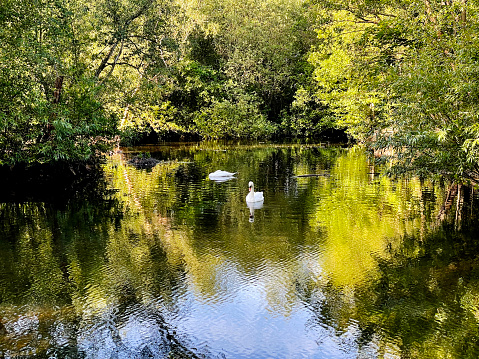 Swans on a lake in Epping Forest