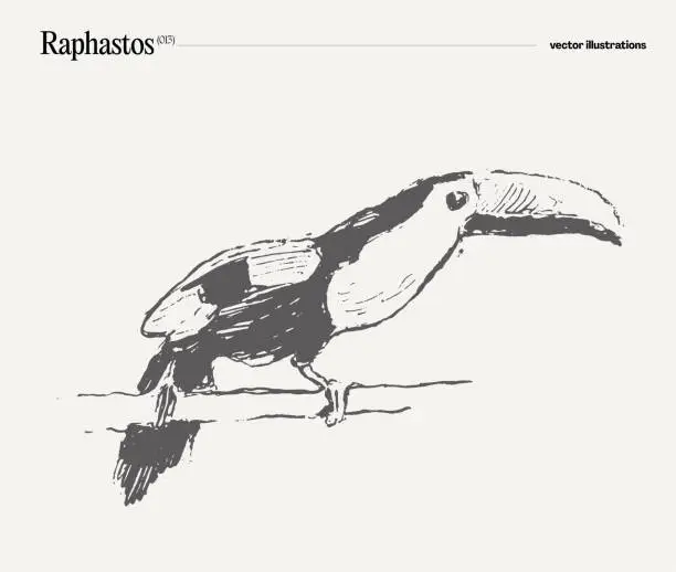 Vector illustration of Raphastos bird realistic hand drawn, sketch