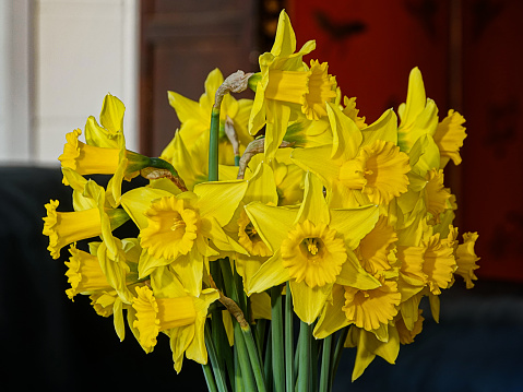 Bunch of bright yellow daffodils against dark background