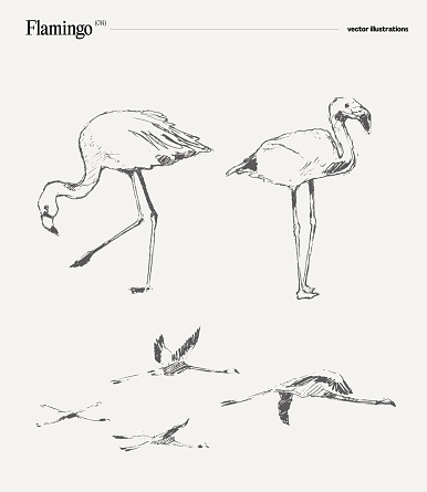 Flamingo realistic vector illustration, sketch. Vector illustration