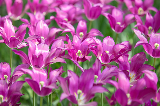 Purple tulips in spring sunshine