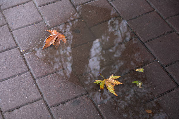 Puddle on concrete parquet floor. Fallen plane tree leaves in autumn.