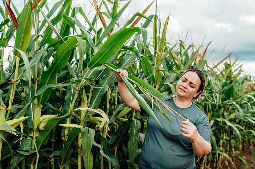 Female agronomist examining pest in cornfield
