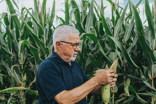 Agronomist examining green corn cob