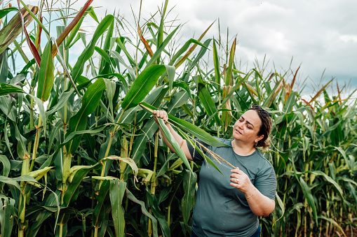 Female agronomist looking for pests in the cornfield