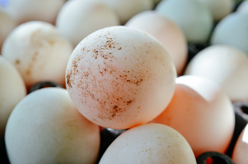 white egg from asia