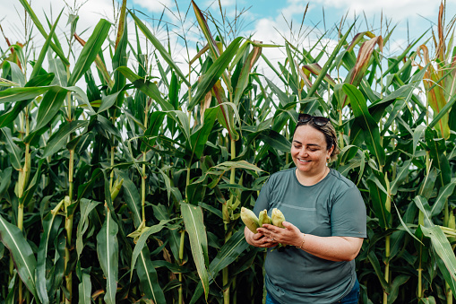 Female farmer harvesting green corn