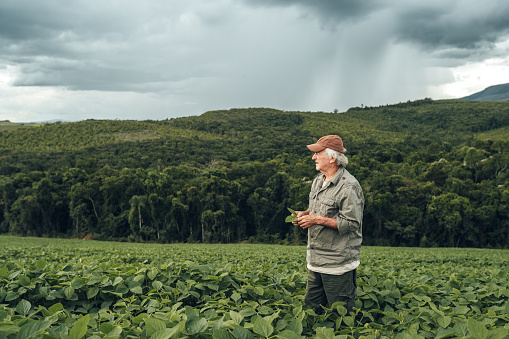 Farmer is standing in his growing chili pepper field. He is examining progress of plants.