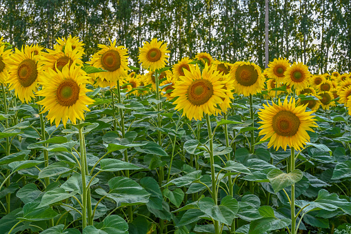 Beautiful sunflower in sunflowers field on summer with blue sky at Europe. Sunflowers cultivation.