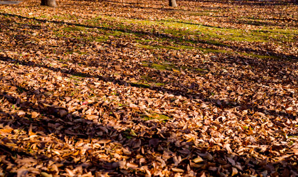 Autumn leaves lying on grass