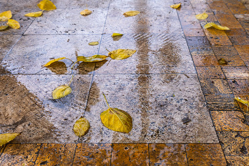 autumn. wet ceramic parquet floor. yellowed and fallen mulberry leaves.