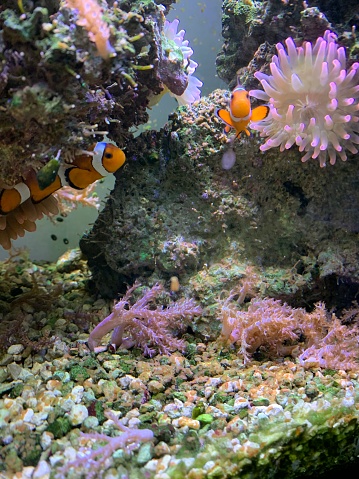 Fish in saltwater with coral