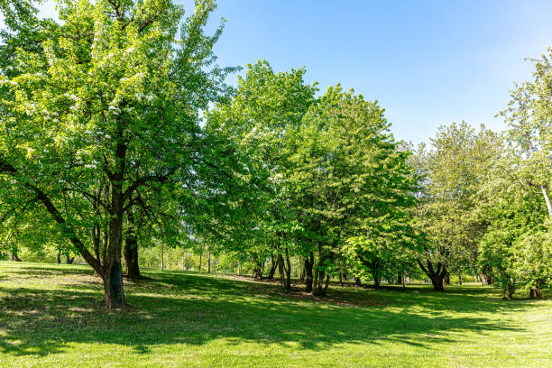 春の公園の晴れた日。新鮮な葉の茂った木々、緑の芝生、青い空。