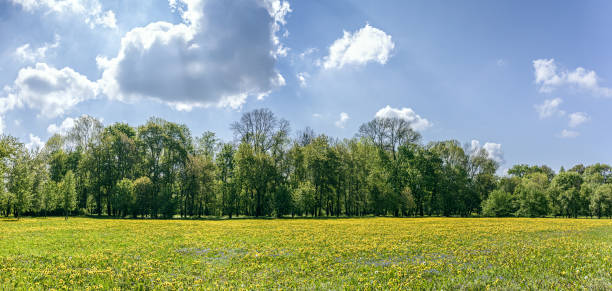 Summer Landscape in park